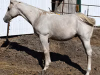 Horse (M), Quarter Horse — photo 4