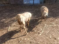 Koyun, Tian-Shan semifinewool sheep — foto 1