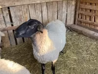 Beran, White Suffolk sheep — foto 4
