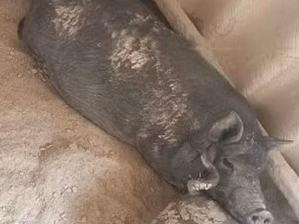 ნეზვი, 