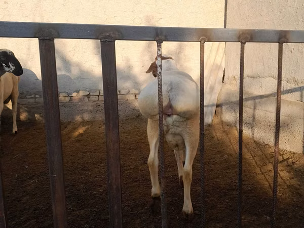 Billy Goat, Goats