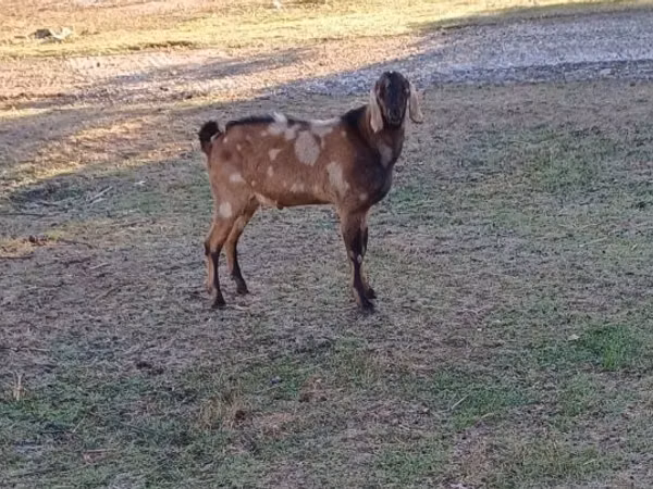 Τράγος, Nubian Goat