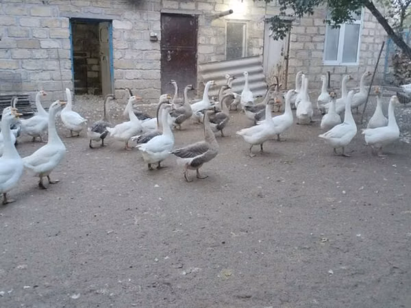 Geese — Azerbaijan