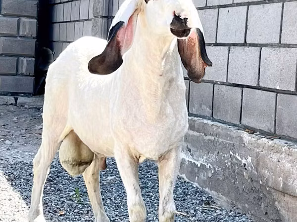 雌羊, Hissar sheep
