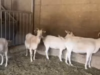 Mbuzi jike, Pomellata goat — picha 5