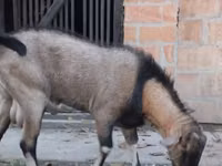 بز نر, Nubian Goat — عکس 2