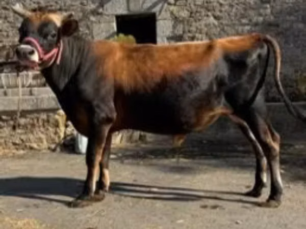 Bull, Jersey breed — United Kingdom