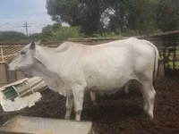 母牛, Brahman — 照片 4