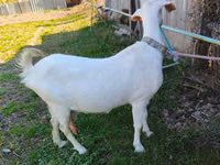 Capra, Beetal goats — foto 1