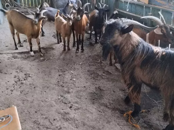 Wad, Sheep
