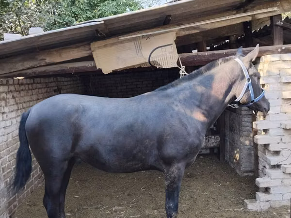 Horse (M), Horses — Kyrgyzstan