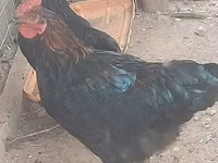Brahma — foto 8