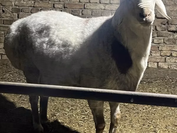 Montone, Afghan Arabi sheep