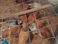 Chickens — الصورة 2