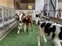 Bull, Cattle — photo 4