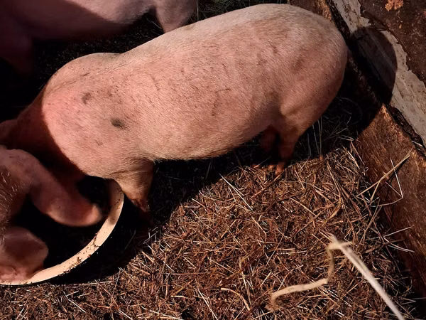 Boar, Pigs