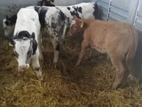 Үхэр (бүлэг, хүйс заагаагүй), Russian Black pied cattle — 1 зураг