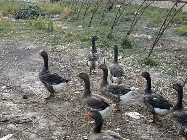 Geese — Kyrgyzstan