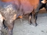 Toro, Bovini — foto 2