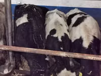 Toro, Russian Black pied cattle — foto 5