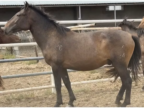 Horse (M), Mugalzhar horse