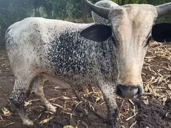 Sapi, Cattle