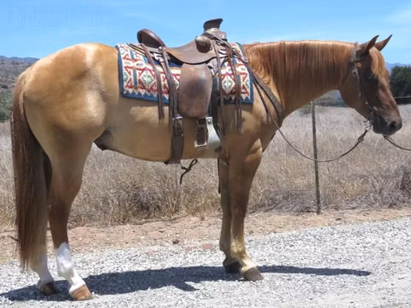 Mare, Quarter Horse — United States