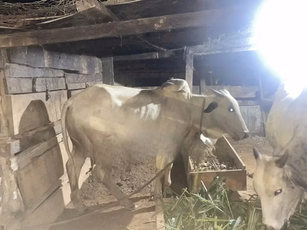 Taureau, Brahmane