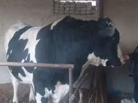Bull, Russian Black pied cattle — photo 4