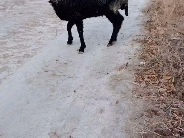 Ram, Sheep — Uzbekistan