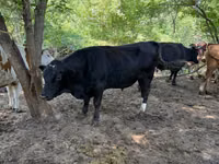 Bull, Aberdeen-Angus — photo 2