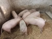 Schweine (Partie, Geschlecht nicht angegeben), Schweine — Foto 2