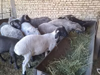 Ram, Sheep — photo 1