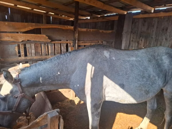 Horse (M), Horses — Kazakhstan
