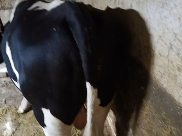 公牛, Holstein breed — 摩尔多瓦