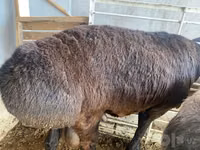 Montone, Pecore — foto 6