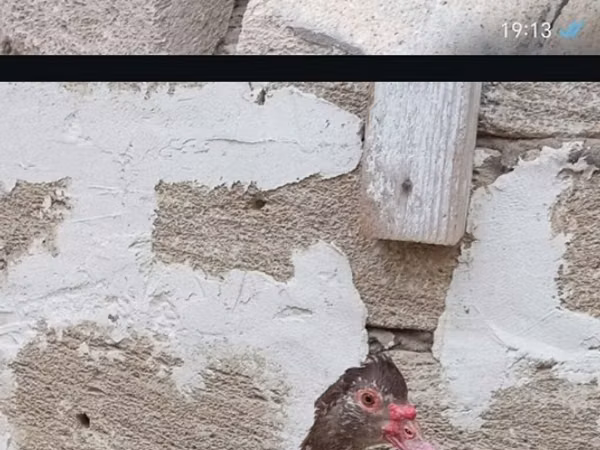 Ducks — Азербайджан