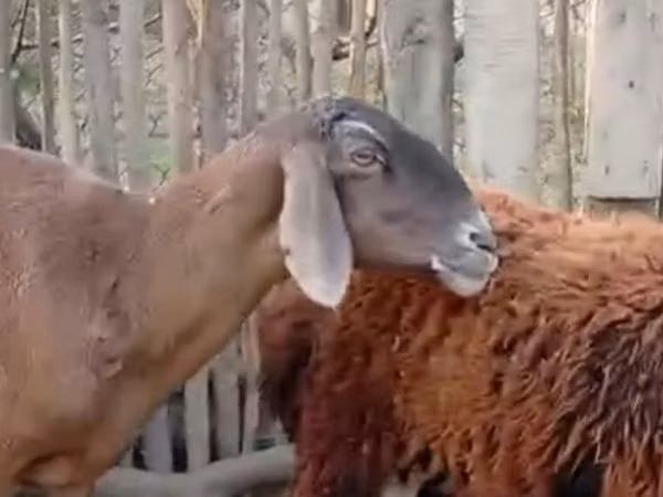암양, Hissar sheep