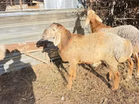 Vædder, Edilbay sheep — foto 6