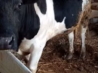황소, Russian Black pied cattle — 사진 1