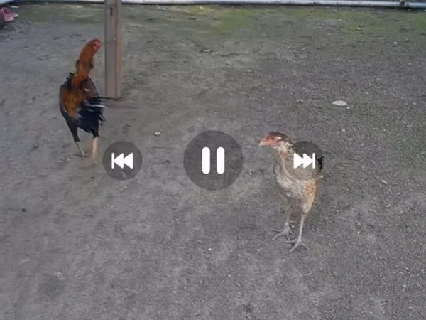 Chickens — Aserbajdsjan