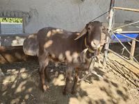 ஆண் ஆடு, ஆடுகள் — புகைப்படம் 2