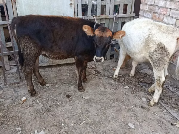 گاو ماده, گاو