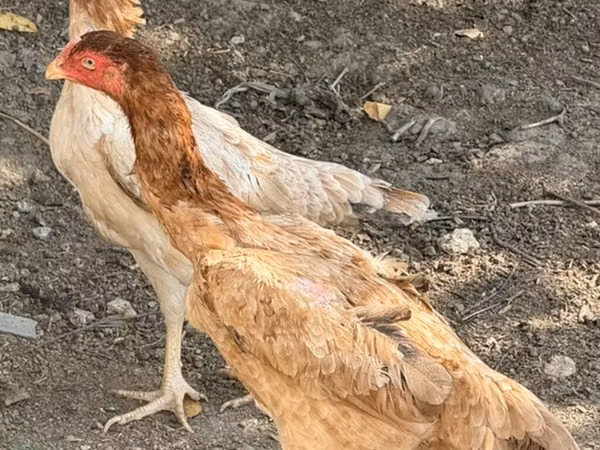 Chickens — Azerbaijan