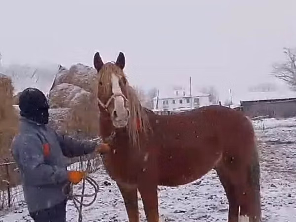 घोड़ा, Kazakh horse — कज़ाखस्तान