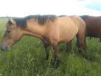 Mare, Kazakh horse — photo 7