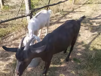 பெண் வெள்ளாடு, வெள்ளாடுகள் — புகைப்படம் 2