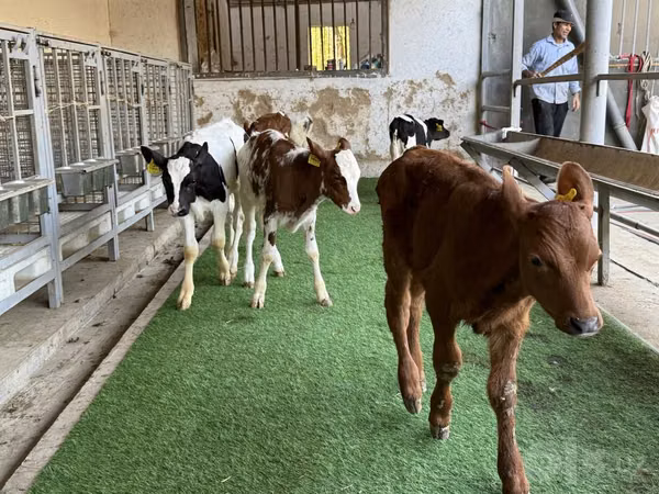 Bull, Cattle