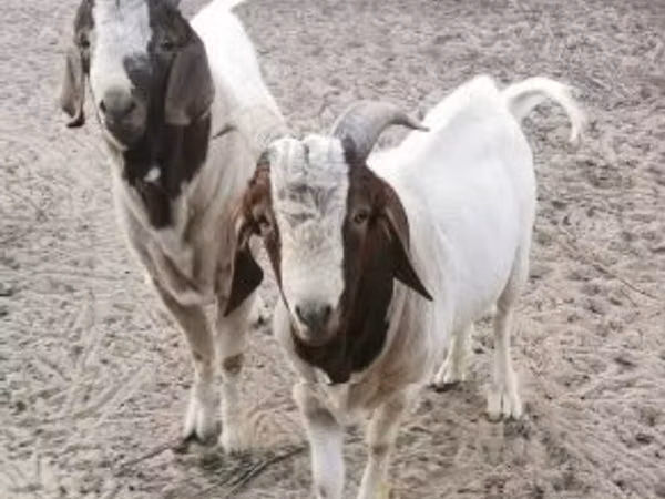 Billy Goat, Boer goat — Hungary