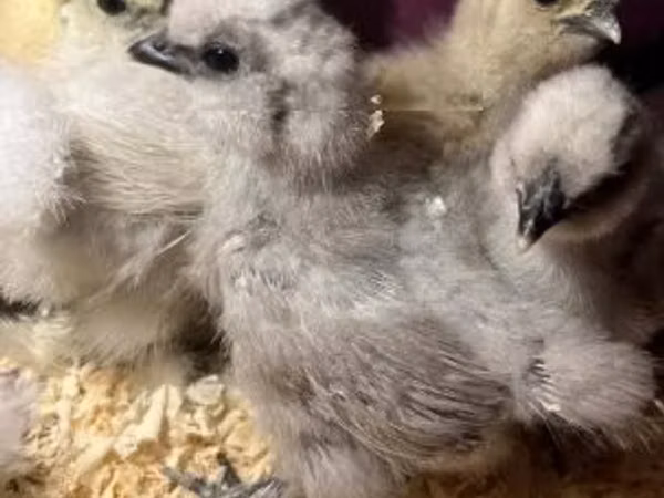 Silkie